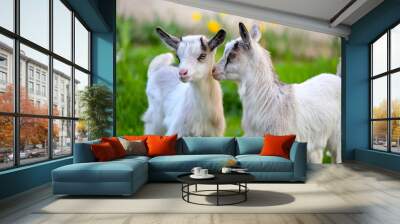 Two white baby goats standing on green lawn Wall mural