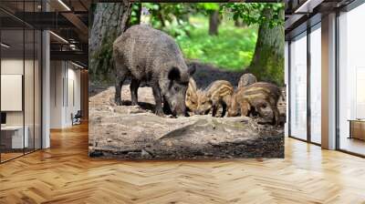 Wild boar family with striped piglets in the forest Wall mural