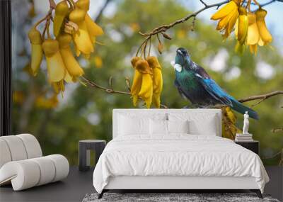 New Zealand native bird Tui is sitting on the branch of kowhai tree Wall mural