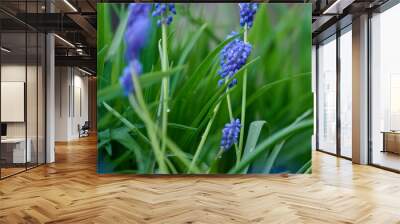 Blue flower muscari flower or a mouse hyacinth, close up Wall mural