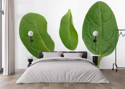 Green spinach leaves on a white isolated background, an ingredient for salad Wall mural