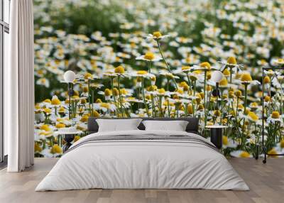 large field with white blooming daisies on a spring day Wall mural