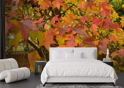 colourful maple leaves on a tree in fall Wall mural