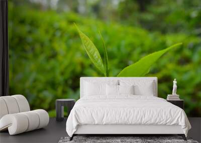 Tea leaves from a tea plantation Wall mural