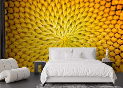 Macro sunflower. Nature background. Golden section Wall mural