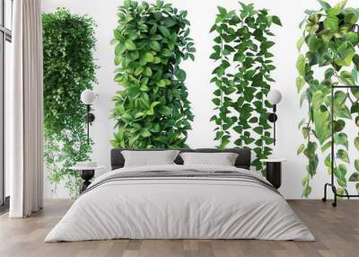 Four different types of green plants are shown in a row Wall mural