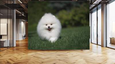 Little beautiful funny white dog German spitz puppy on green grass runs plays and sits Wall mural