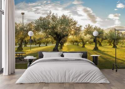 Panoramic view of sunset behind grass field and olive trees Wall mural