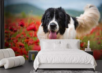 landseer dog pure breed in poppy  Wall mural