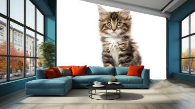 Sitting tabby cat looking forward against a white backdground, cat isolated on white background Wall mural