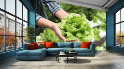 Hydroponics lettuces Organic fresh harvested vegetables,Farmers hands holding fresh vegetables Wall mural