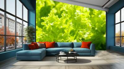 Close up of Fresh green lettuce in the garden. nature background Wall mural