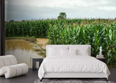 corn plants on a field flooded damage after heavy rain Wall mural