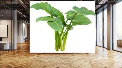 Isolated cutout PNG of a water plant on a transparent background	 Wall mural