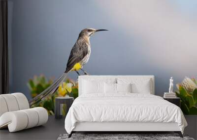 cape sugarbird 2 Wall mural