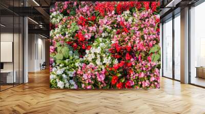 Beautiful Begonia Tuberhybrida flower close up. Wall mural