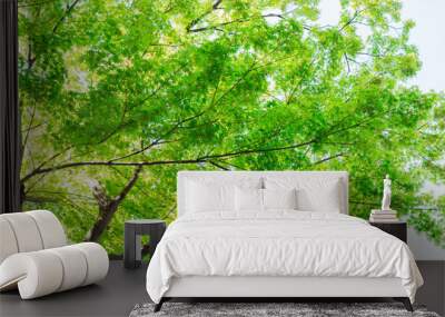 green maple tree in forest natural background. Wall mural