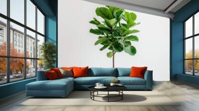 Tall fiddle leaf fig in a white minimalist pot isolated on a solid white background Wall mural