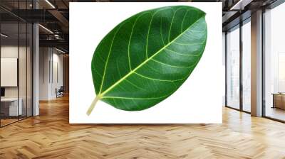 banyan leaves isolated on white background. natural green leaf with clipping path Wall mural