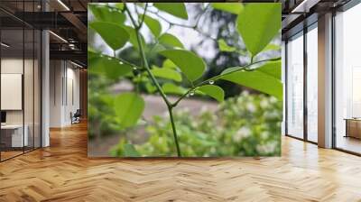 Image of a tree and branches with water drops on them, blurred image Wall mural