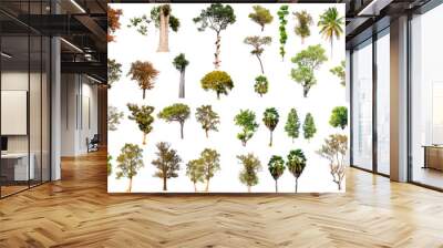 collection of tropical tree in thailand isolated on white background Wall mural