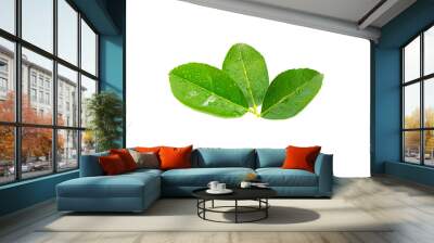 fresh green lemon leaves with water drops isolated on white background.lime leaf and green herbs for cooking and spa. Wall mural