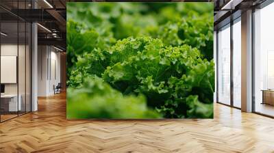 Salad farm vegetable green oak lettuce. Close up fresh organic hydroponic vegetable plantation produce green salad hydroponic cultivate farm. Green oak lettuce salad in green Organic plantation Farm. Wall mural