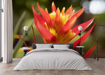 Close-up of vivid orange bromeliads flower and yellow pollen blooming with natural light in the tropical garden on a bokeh background. Wall mural