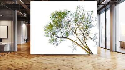 green tree isolated on white Wall mural