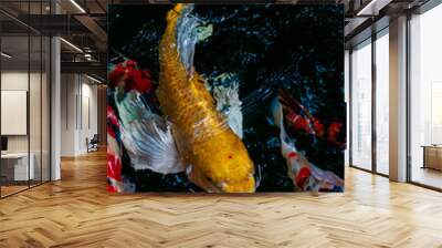 Koi fish are popular fish that people believe will bring good things. Wall mural