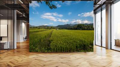 Rice terraces in Thailand Wall mural