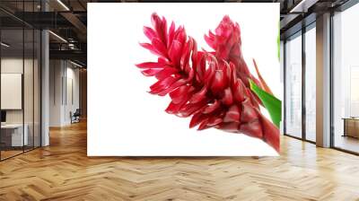 beautiful tropical red ginger flower on isolate white background Wall mural