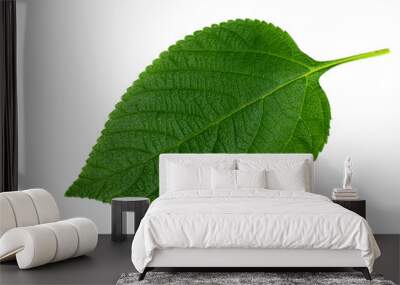 Close up of Lantana camara leaf on white background. Wall mural