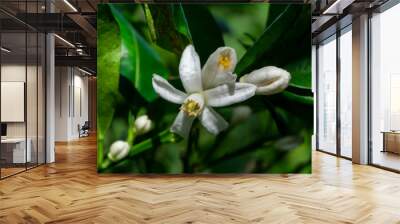 Close up of Orange flowers on a branch Wall mural