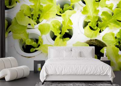 organic vegetable Wall mural