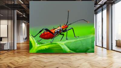 Assassin bug with natural  background Macro(Sycanus collaris) Wall mural