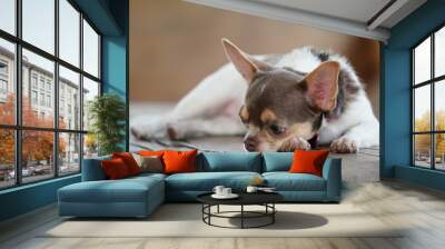 A small, white-brown dog with light brown spots on the eyebrows above the eyes. Wall mural