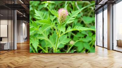 Green amaranth Amaranthus hybridus in flower. Plant in the family Amaranthaceae growing as an invasive weed Wall mural