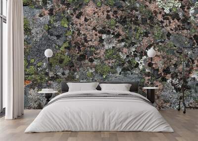 Grey stone surface covered with different grey colored lichens and moss. Beautiful closeup photo of details of the nature of Finland. Uneven surface. Color image. Wall mural