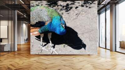 Peacock and its shadow photographed in a zoo named Korkeasaari located in Helsinki, Finland. June 2019. Sunny summer day. Colorful bird including mosty blue and green tones. Color portrait image. Wall mural