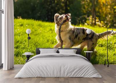 View on a border collie puppy playing with a stick Wall mural