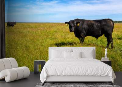 A black angus bull stands on a green grassy field. Wall mural