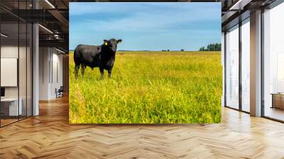 A black angus bull stands on a green grassy field. Wall mural