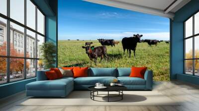 A black angus cow and calf graze on a green meadow. Wall mural