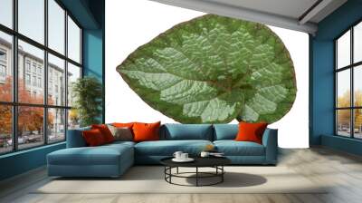 Spiral begonia leaf with white and green pattern Wall mural