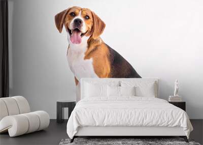 beagle on white background Wall mural