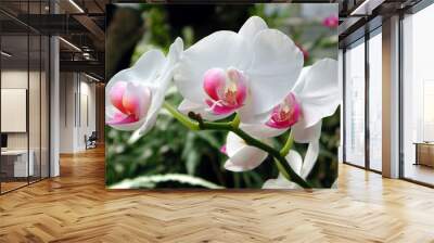 a cluster of white orchids Wall mural