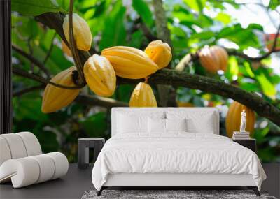 cocoa pods Wall mural