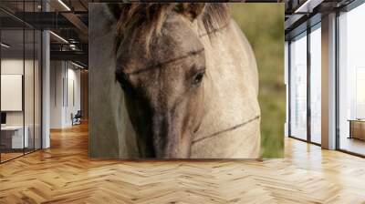 beautiful wild horses graze in grasslands Wall mural