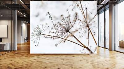 dried grass, white snow in the background Wall mural